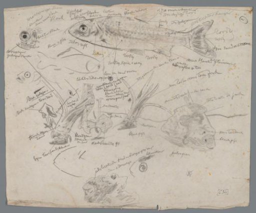 Study sheet with fish and aquarium plants