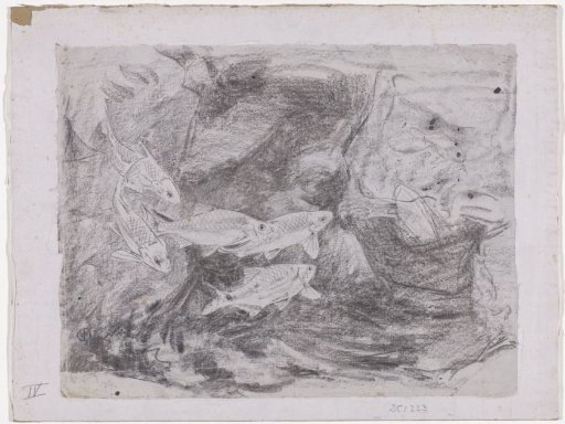 Sketch sheet with studies of whelks