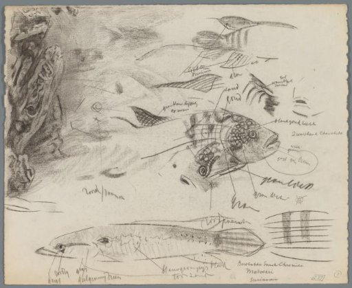 Study sheet with fish and part of an aquarium