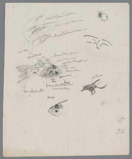 Study of a veiltail goldfish
