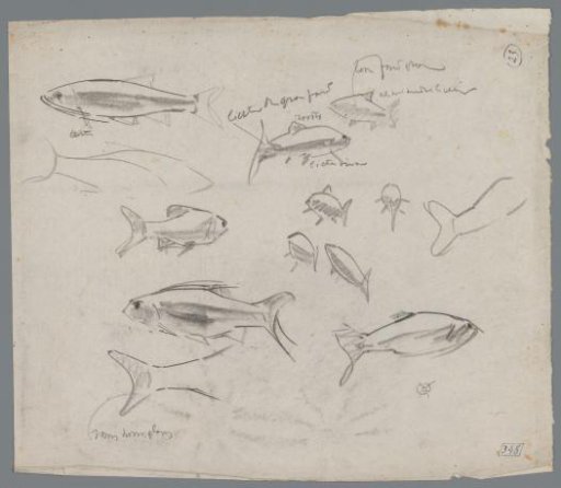 Study sheet with fish