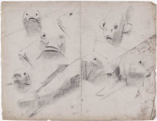 Sketch sheet with studies of carp