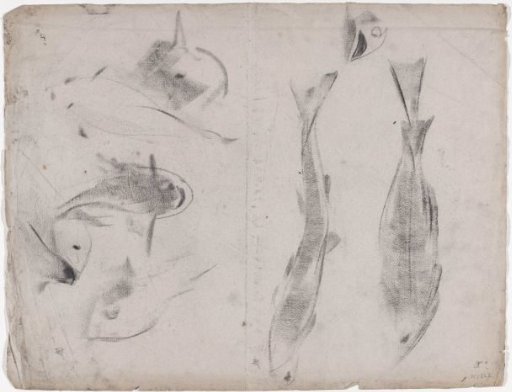 Sketch sheet with studies of carp, from the front