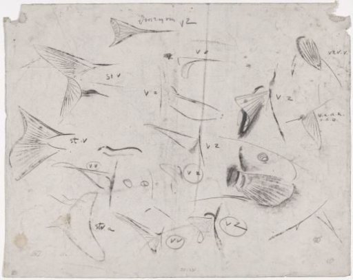 Sketch sheet with various fish, studies of fins and tails