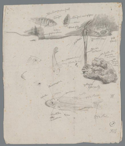 Study of fish in an aquarium