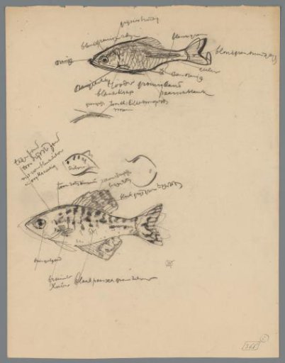 Study of two fish species