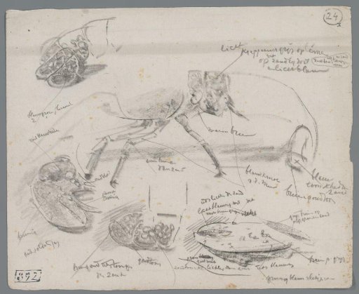 Study of a Lobster and Parts of a Lobster