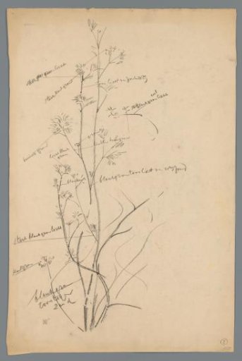 Sketch of an aquatic plant