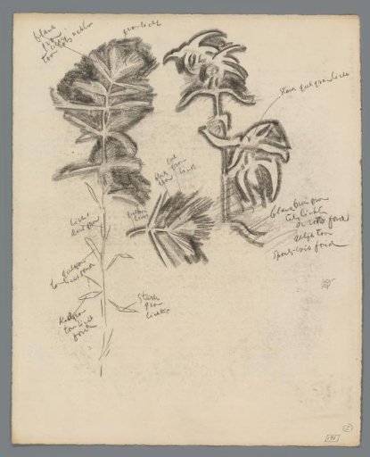 Study of plants