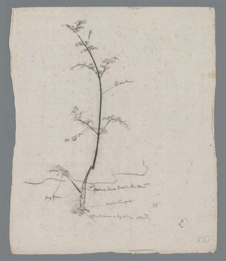 Study of a plant