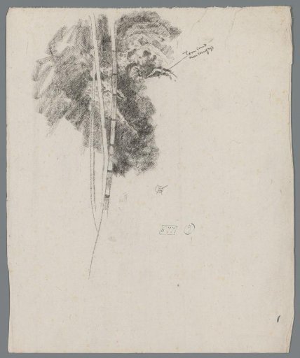 Study of an aquatic plant