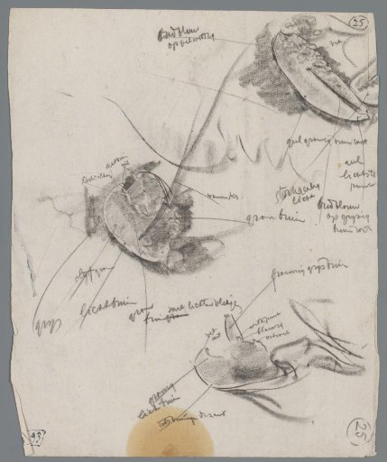 Studies of Parts of a Lobster