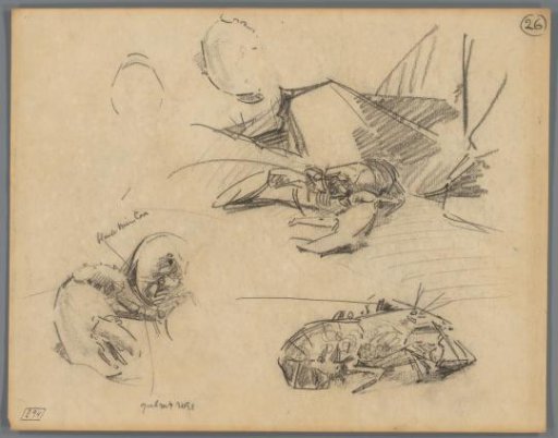 Studies of Lobsters