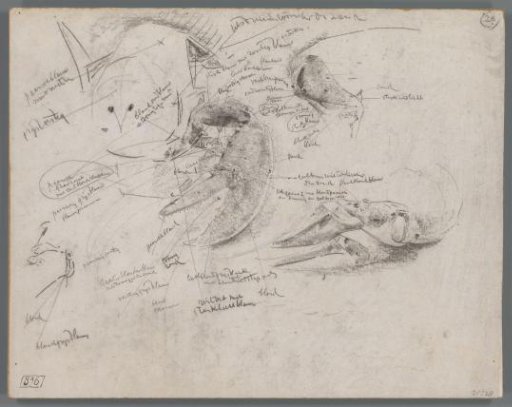 Studies of the Claws of a Lobster