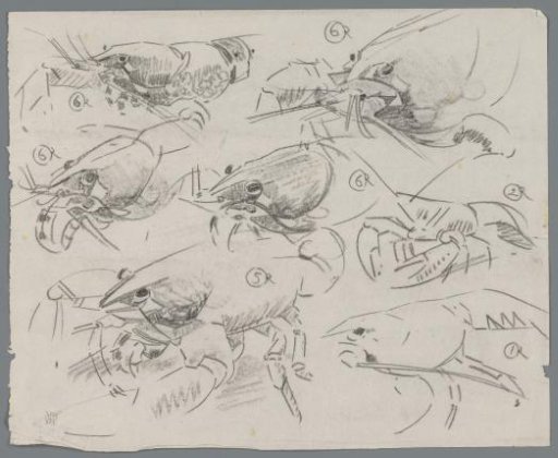 Study sheet with crayfish