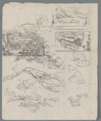 Study sheet with crayfish and fish