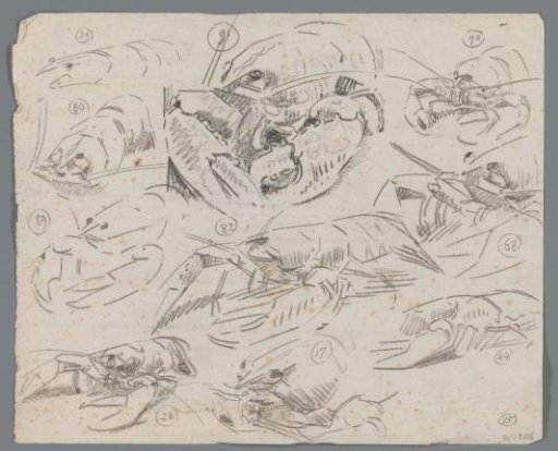 Study sheet with crayfish