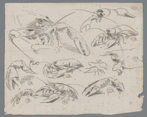 Study sheet with crayfish