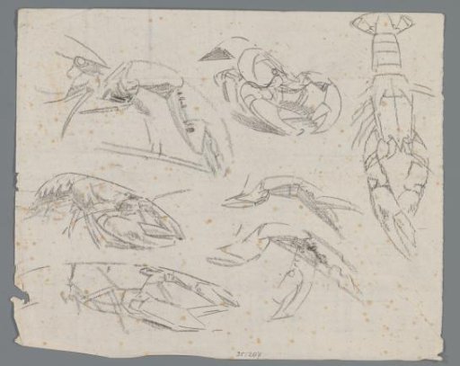 Study sheet with crayfish