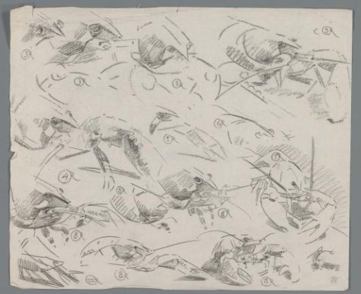 Study sheet with crayfish