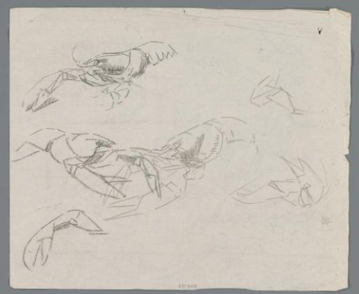 Study sheet with crayfish