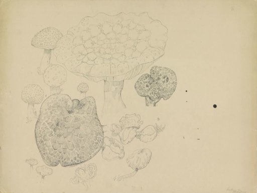Mushrooms