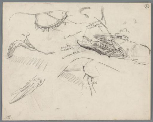 Studies of the claws and shell of crayfish
