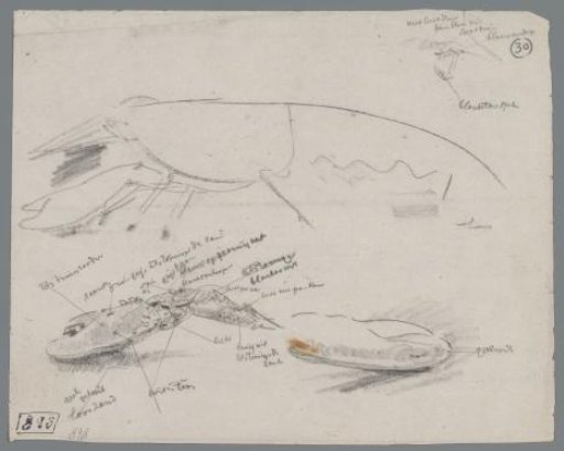 Study of a Lobster and the Claws of a Lobster