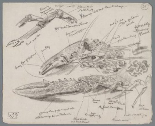 Studies of the Claws of a Lobster