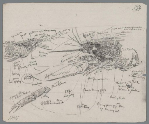 Studies of Parts of a Lobster