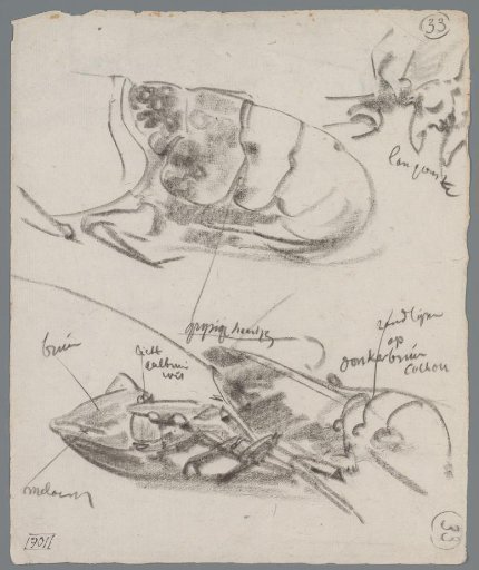 Studies of the Thorax and Tail of a Lobster