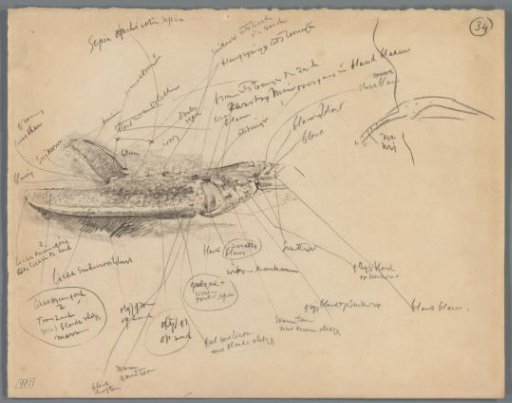 Studies of the Walking Leg and Claw of a Lobster