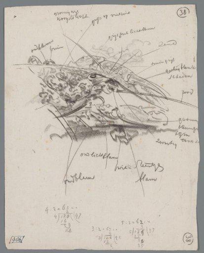 Studies of the Head and Claws of a Lobster