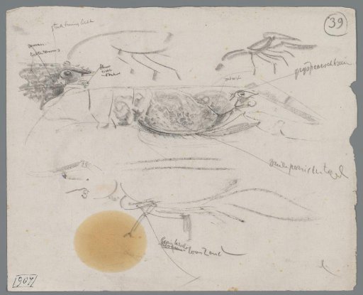 Studies of Lobsters