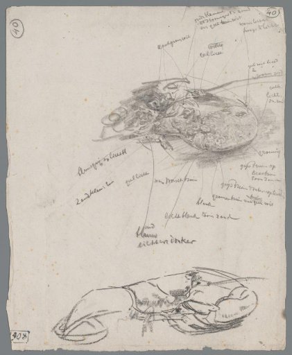 Studies of Lobsters