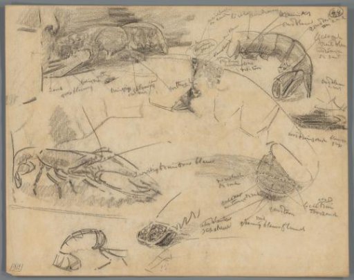 Studies of (Body Parts of) Lobsters