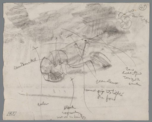 Study of a Lobster