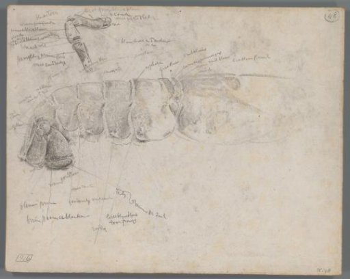 Study of the abdomen of a lobster