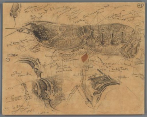 Study of the thorax and abdomen of a lobster