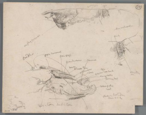 Studies of parts of lobsters