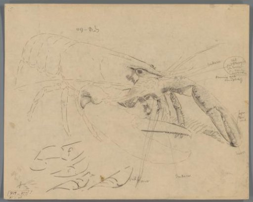 Studies of a lobster