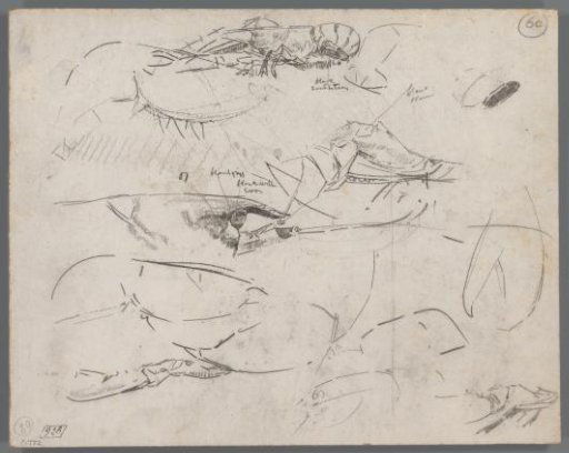 Studies of parts of lobsters