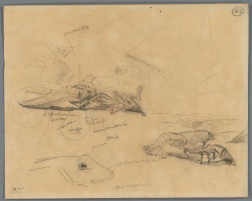 Studies of lobsters