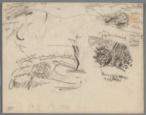 Studies of parts of lobsters