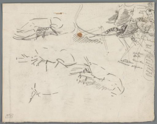 Studies of lobsters