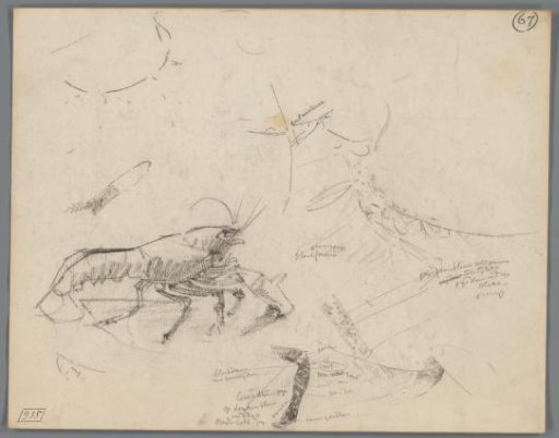 Study of a lobster and the walking legs of a lobster