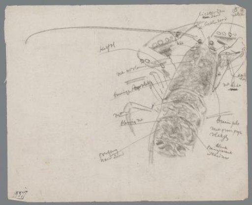 Study of the cephalothorax of a lobster