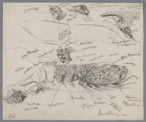 Studies of the head and tail section of a lobster