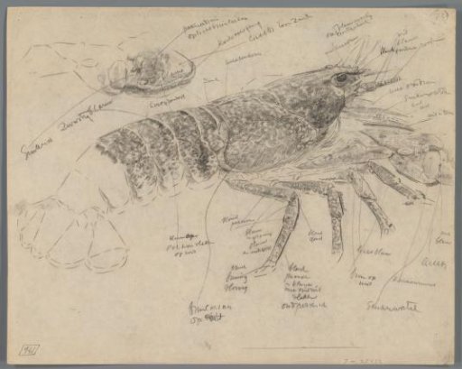 Study of a lobster