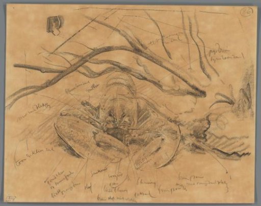 Study of a lobster